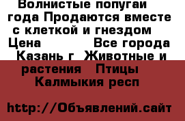 Волнистые попугаи, 2 года.Продаются вместе с клеткой и гнездом. › Цена ­ 2 800 - Все города, Казань г. Животные и растения » Птицы   . Калмыкия респ.